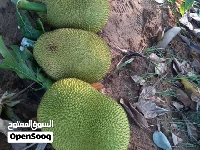 فاكهة الفنس