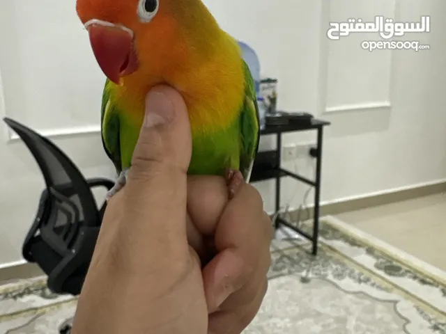 ببغا فيشر الون كما واضح فصوره