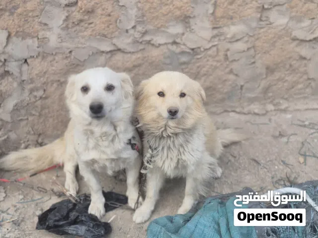 زوج كلاب امريكي شيزو وشيواوا للبيع عرطه