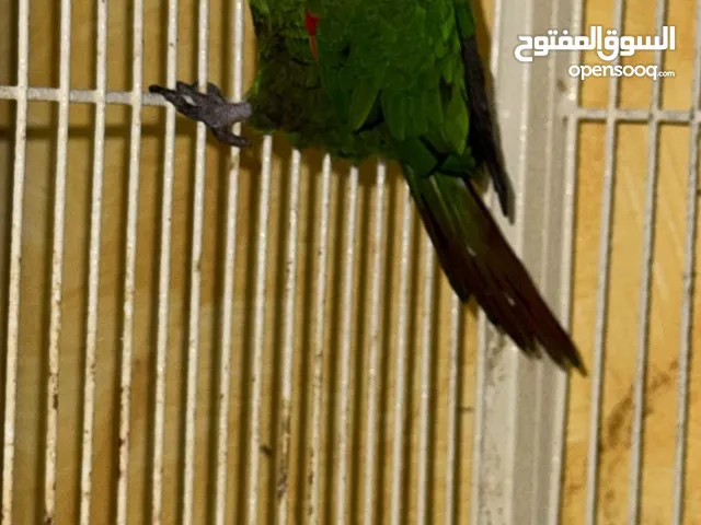 النوع بلاك كاب كنيور العدد 1 الجنس ذكر العمر فوق سنه اللون واضح الانتاج جاهز الصحه ممتازه بيكون سعري