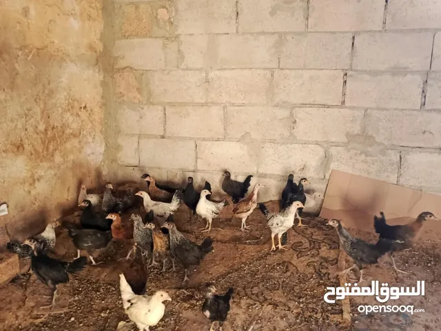 فرخات بلدي وفيومي أقرأ الوصف