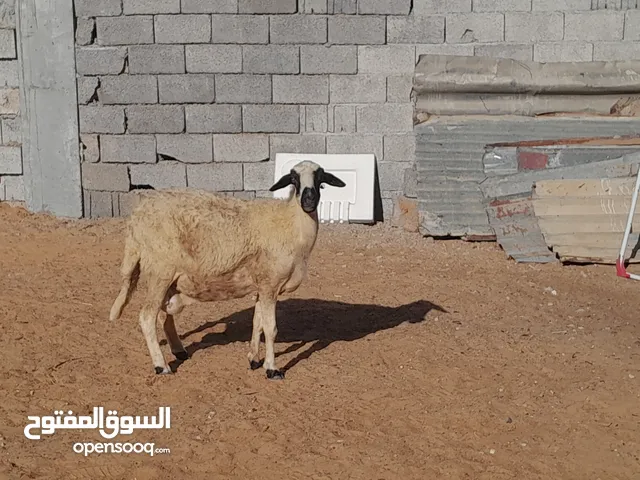 نعجه وطنيه الله يبارك عشره مقربه علي ميلاد جنسها توميه مشالله سليمه من العيوب سنها تاني جمع