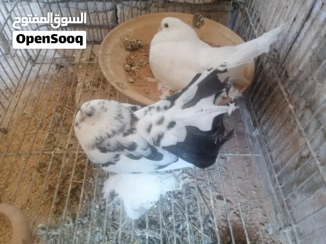 كوبيا روسي مصوقرة ماشاء الله تبارك الله لاقوة الا بالله