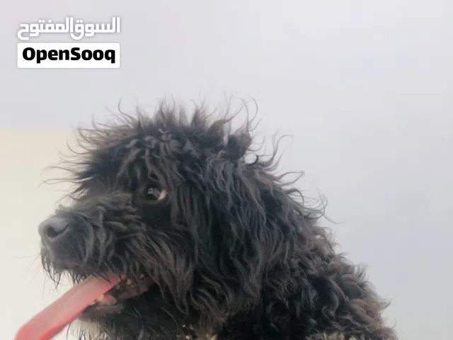 كانيش فرانسي
