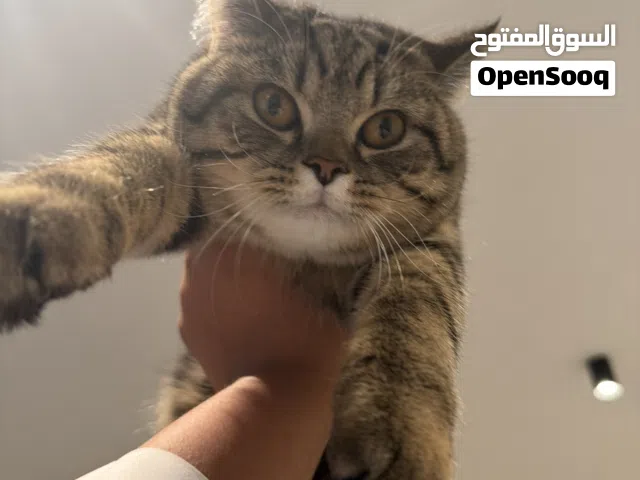 قط سكوتش ستريت حجم جامبو ذكر