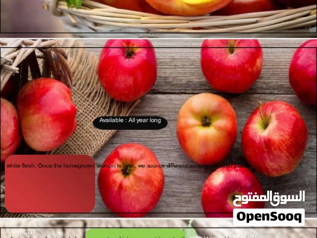 شركة استيراد وتصدير أبحث عن ممول