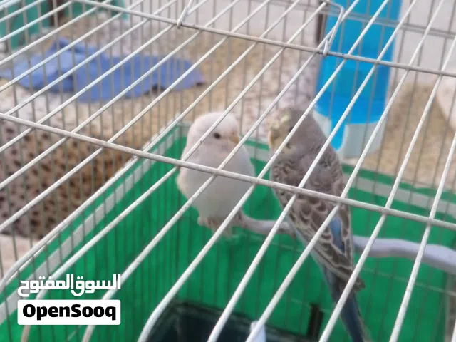 طيور حب للبيع او البدل