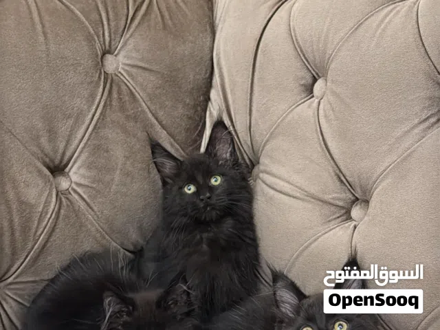 maincoon with pdgree