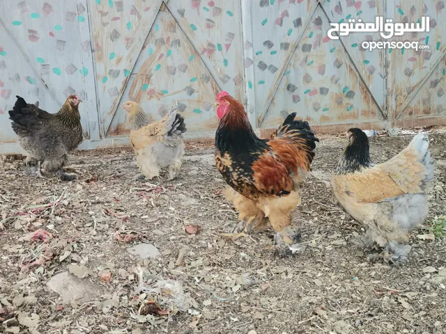 طقم براهمي
