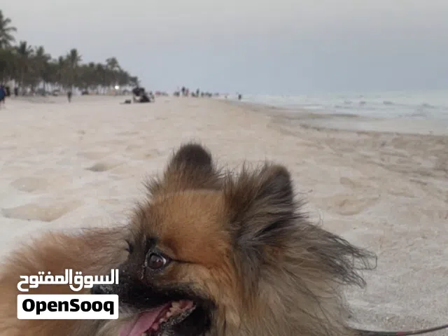 ذكر بومراينان الاسم تايجر