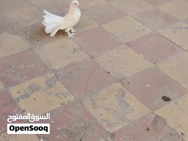 حمام زينه هنداويات الوصف مهم