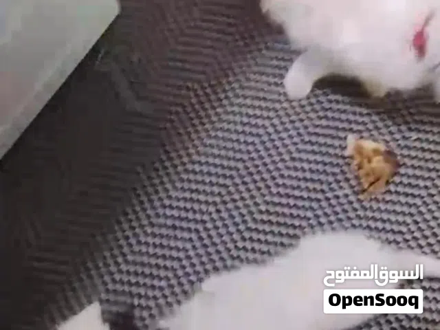 ابو الأمير للتبني و بيع القطط