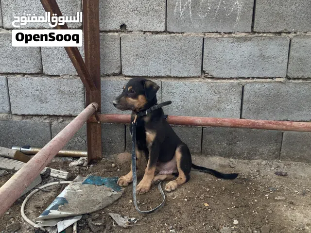 كلب جيرمن للبيع اقره الوصف