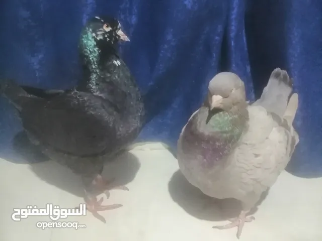 قص كينج للبيع