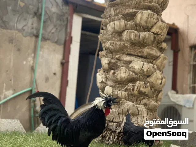 دجاج بالوني
