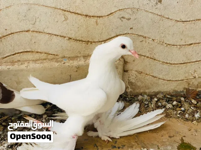انثاج هزه وسروال الله يبارك