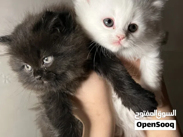 قطط هملايا ابيض واسود