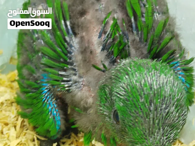 فرخ اكلكتوس