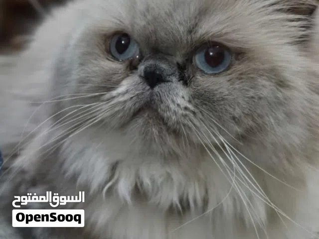 قط ذكر هملايا