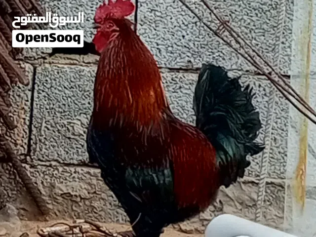 ديك زهري للبيع ب 50د