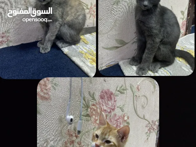 قطط للتبني عمرهم 3 شهور