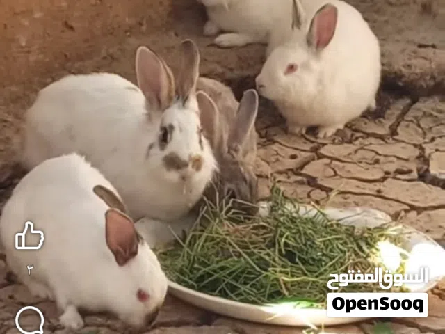 موجود اربعه ناسي وذكر وحده وادي جديد وثلاثه اعشار الرصيفه خلف المستشفى امير فيصل العنوان