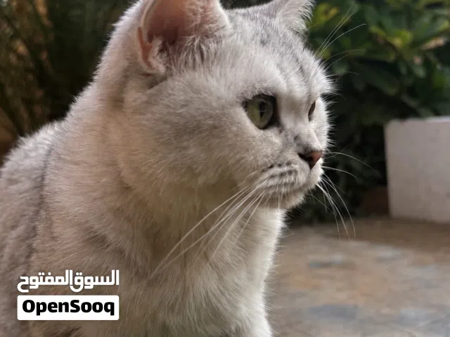 قطه بريتش انثى لطفيه للبيع