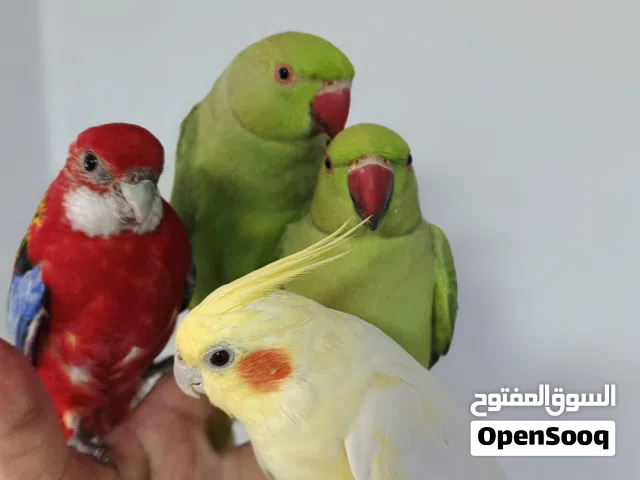 متوفر بفضل الله ببغاء الدرة الهندي البلدي اليف وغير اليف ريش كامل صحة ماشاء الله ريش كامل