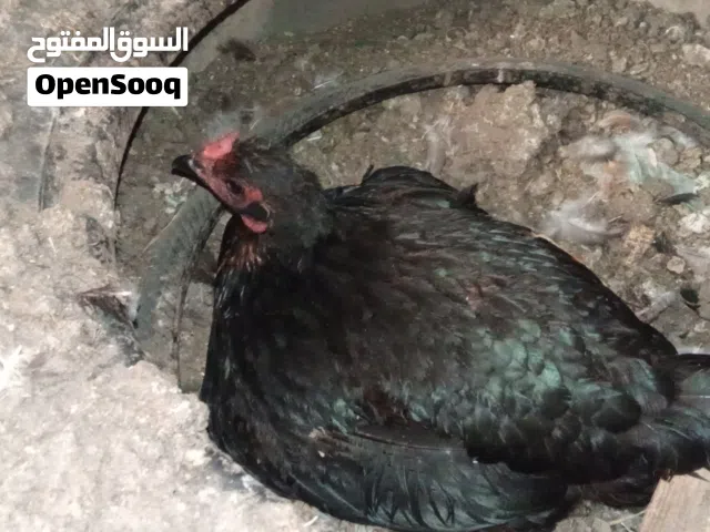 قرقة للبيع