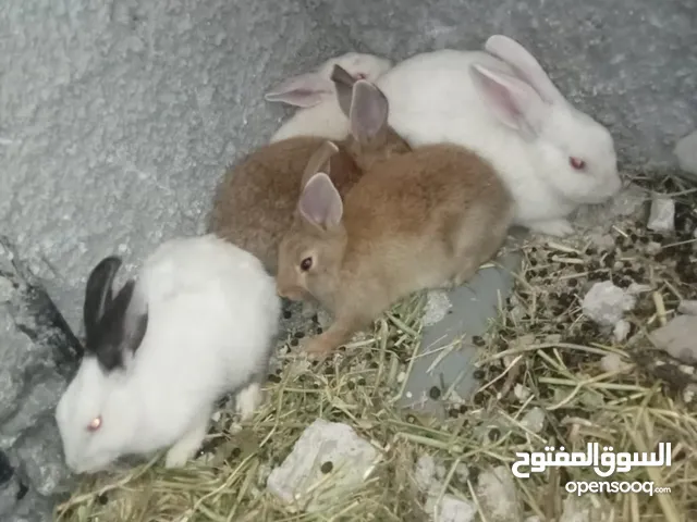 ارانب فرنسي ذكر و 5 اناثي