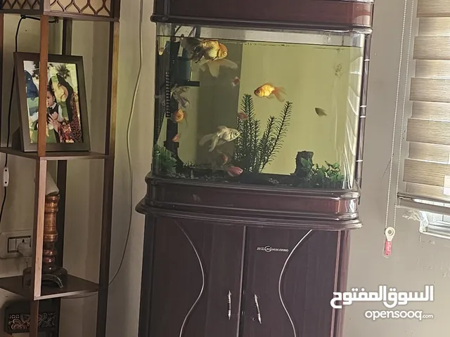 حوض سمك للبيع يشمل الاسماك وكل مستلزمات الحوض