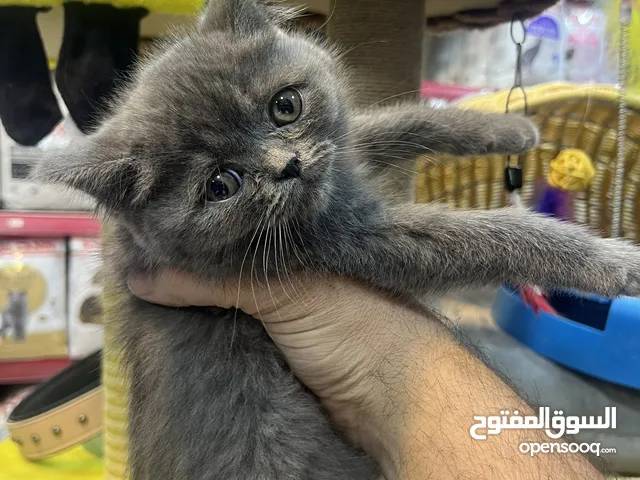 بريتش أنثى بحنيتها ولعبها مافي (عرض بيهز الأرض) تابع الوصف للأهمية