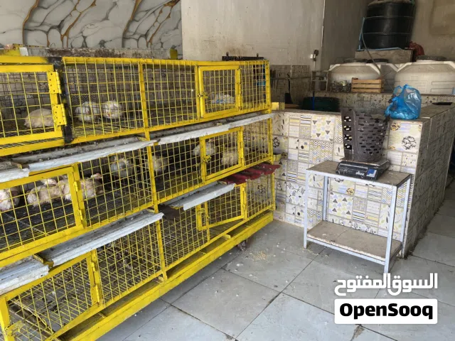 عدت محل دواجن