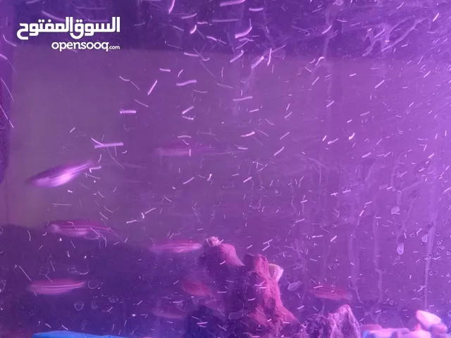 حوض سمك بكافة محتوياته من اسماك وأجهزة وزينة كامل متكامل بالصلاة على النبي