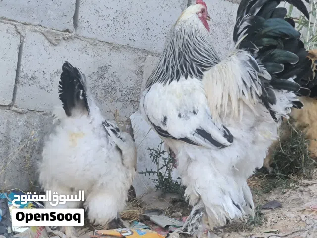 جوز براهما نخب ديك وجاجة فقط. شغالات وانتاجهم نخب اول مبهدلات شوي من الانتاج
