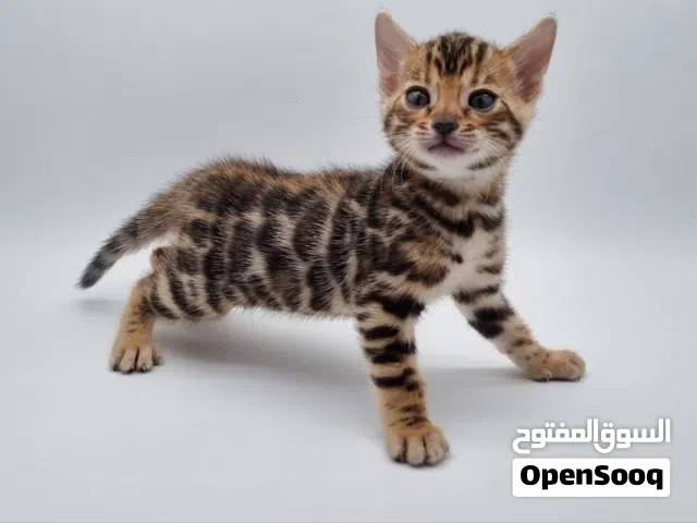 Bengal Kittens for sale