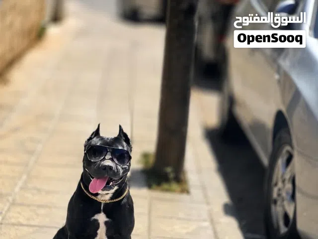 كلب بيتبول بلاك نوز عمر 10 اشهر حبه انتاج