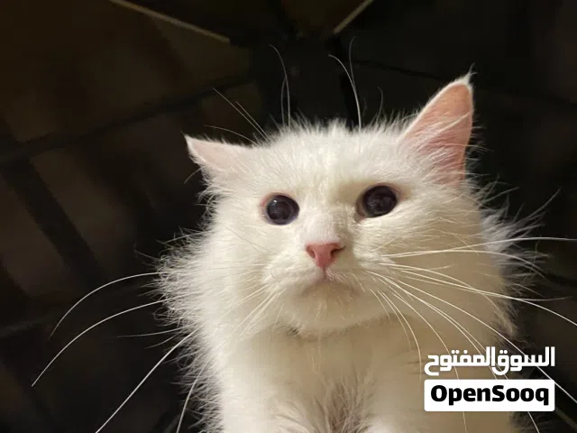 قطه لطيفه نوعها تركي الانجورا