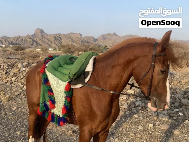 حصان عربي للبيع  او للبدل بعربه