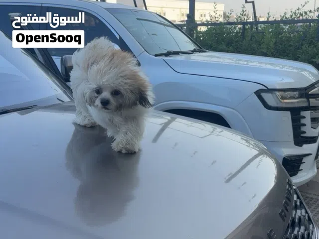 شيتوز للبيع العمر 8 اشهر