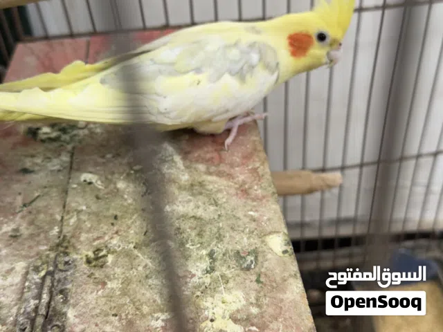 فحل كوكتيل لون حلو اصفر ورصاصي جاهز بزار بس بدون نثيه