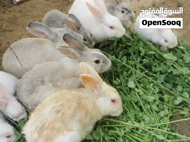 أرانب هولندي