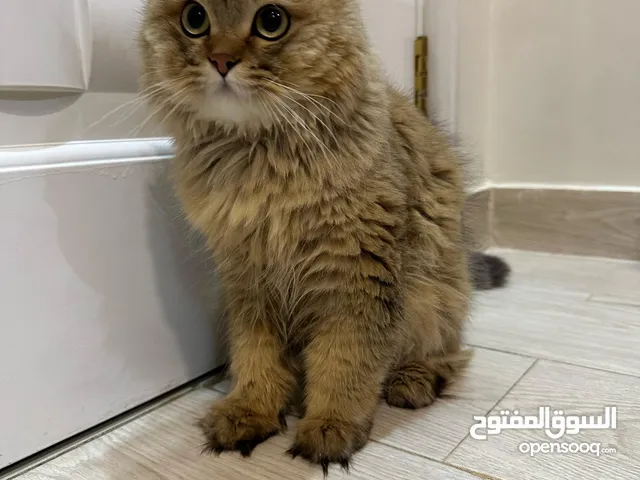 قط ذكر غير معقم سكوتس الام برتش والأب سكوتش فولد