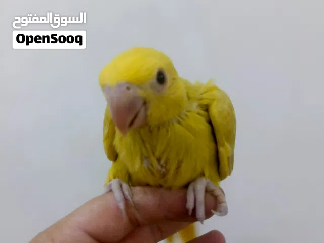 فرخ درة اصفر زق يدوي عمر شهر