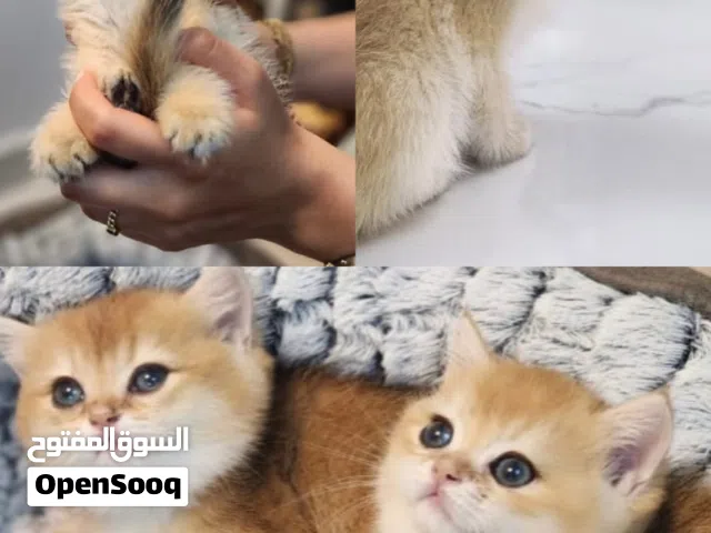 Baby kittens