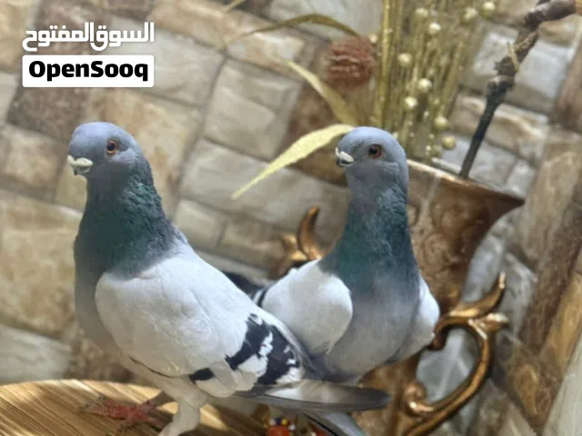 بعد الصلاة على النبي يوجد 3 جواز وطيره صلاة نبي عليهم شغالات ومكفولات مابدهم شرح