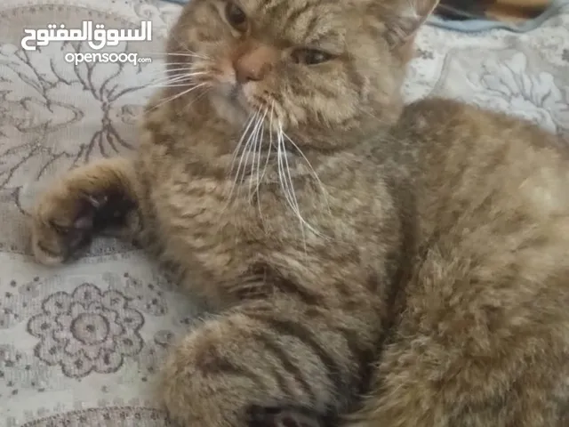 قط للبيع ذكر