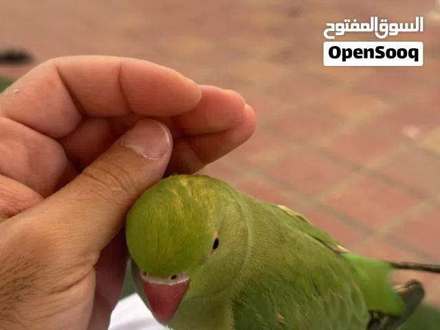 ببغاء الدرة الهندي