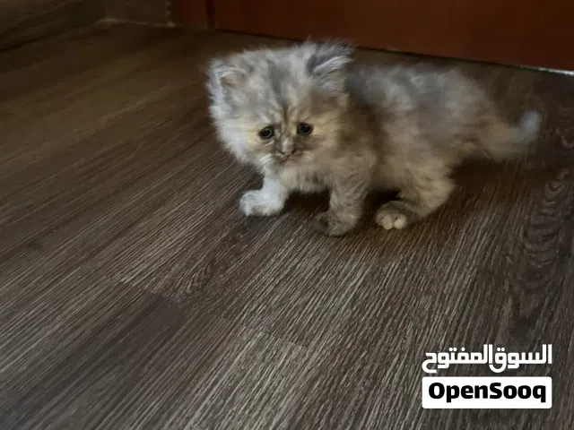 قطه شيرازيه كيوت أنثى شهرين كيوت  Cute female Persian kitten 2 months old