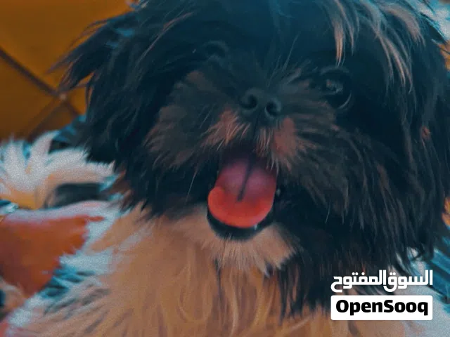 كلبه شيتزوا صغيره العمر 8 اشهر جميله اللون اسود وابيض جميله وهاديه واليفه تلعب مع الاطفال